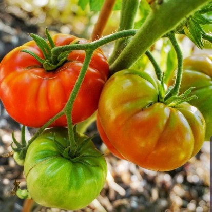 Kashi Tomato (Desi)
