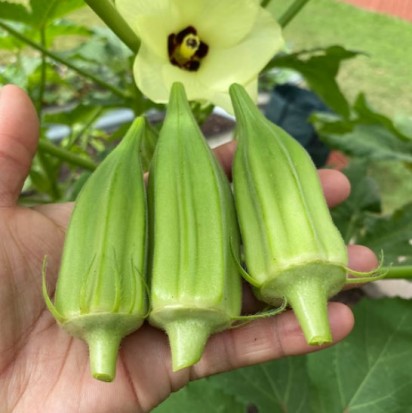 Star Okra
